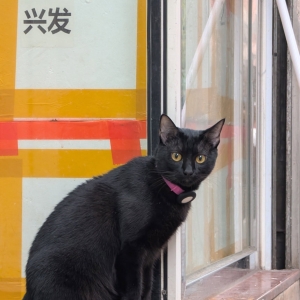 貓店長2