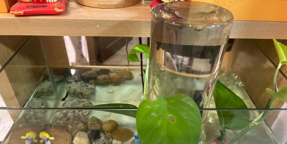 儿子捞了几条鱼，用闲置物布置一下鱼缸。