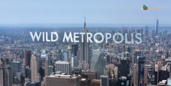 [轉載][紀錄片][野性系列][野性大都會][Wild Metropolis][粵語][TVBOXNOW]