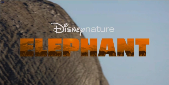 大象 Elephant 万象之家 萬象之家.2020.粤国英中字.4K+1080p【10G+5G】【迪士尼】【夸克云】【迅雷云】