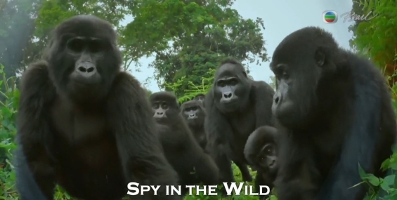 [轉載][紀錄片][野性系列][野性特工隊][Spy in the Wild][粵語][TVBOXNOW]