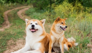 柴犬真係好可愛