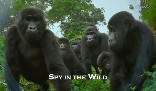 [轉載][紀錄片][野性系列][野性特工隊][Spy in the Wild][粵語][TVBOXNOW]