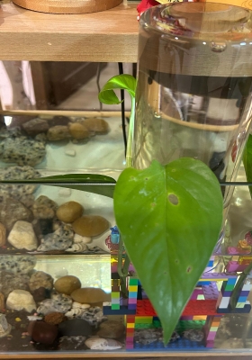 儿子捞了几条鱼，用闲置物布置一下鱼缸。